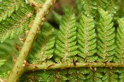 Cyathea colensoi.  Acicular pale brown scales interspersed with tiny red acaroid scales at junction of rachis and primary pinna.
 Image: L.R. Perrie © Leon Perrie 2012 CC BY-NC 3.0 NZ